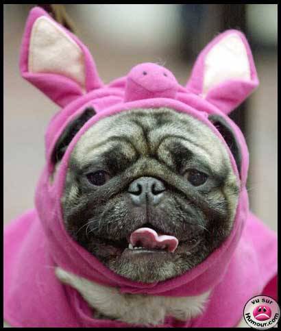voila mon chien lol