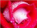les roses